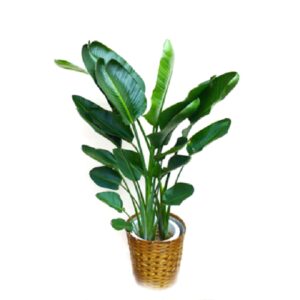 foliageplant-002