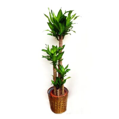 foliageplant-001