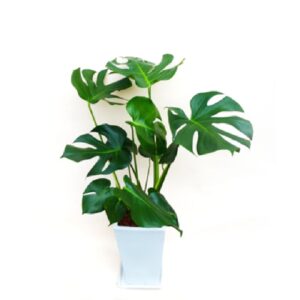 foliageplant-005