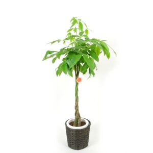 foliageplant-008