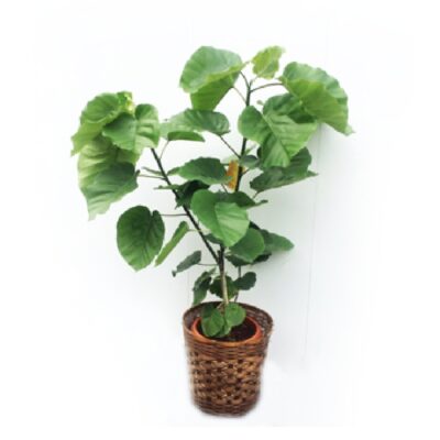 foliageplant-004